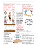 Homeostasis Review