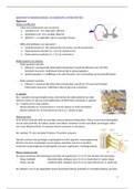 Samenvatting IM KT 1 - anatomie