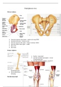 Anatomie in vivo + oefentoets blok 1.1