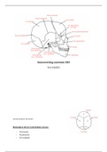 anatomie : schedel, kauwspieren, mondholte, speekselklieren etc.