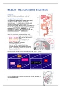 BA1A.8 – HC.3 Anatomie bovenbuik