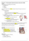 ORGAANSYSTEMEN - Macroscopische anatomie van hart en vaten - Practicum - 2018/2019