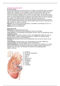 anatomie en fysiologie h8 urinewegstelsel