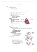 Cardiovascular System