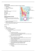 anatomie borsten   screeningsmogelijkheden