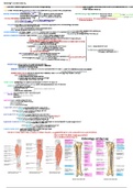 Popliteal Foss & Leg