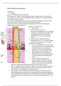 H22 het hart als een pomp Sipido (boron & boulpaep samenvatting)