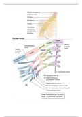 Upper Limb Lecture Notes 