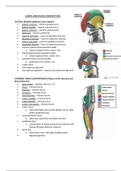 Cadaver Lab Final Study Sheet