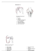 Complete samenvatting anatomie in vivo blok 1.2! 