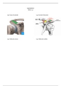 Ligamenten anatomie in vivo blok 1.2 