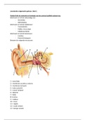 Leerdoelen uitgewerkt Gehoor 1C 