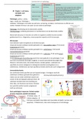 sv pathologie