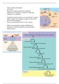 Samenvatting celbiologie les 5 en 6