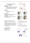 NERVOUS SYSTEM NOTES 