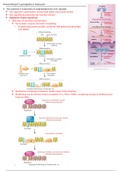 Chapter 17 genetics 1 2018