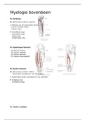 Myologie bovenbeen