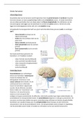 H12 Zenuwstelsel Anatomie en Fysiologie