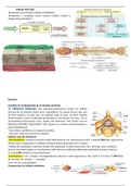 Tema 10 Fisiología Animal