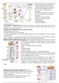 Tema 11 Fisiología Animal