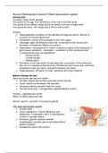 Lecture 2 -- Human Development -- Male reproductive System