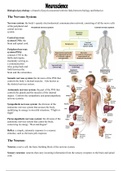 Neuroscience Review (definitions and diagrams)