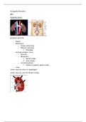 Echografie Periode 6