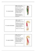 Leerkaarten (flash cards) - ANATOMIE