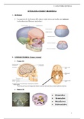 OSTEOLOGÍA: CRÁNEO Y MANDÍBULA