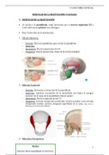 MÚSCULOS DE LA MASTICACIÓN Y FACIALES