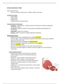 Muscle and muscle tissue