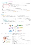 IB Biology HL - Movement