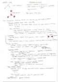 IB Biology HL - Macromolecules