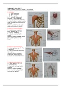 Samenvattingen fysiotherapie jaar 1, blok 1.2