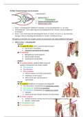 Anatomie Blok 3 Bewegers van de schouder 