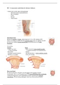 HC. 6 Anatomie onderbuik & (kleine) bekken 