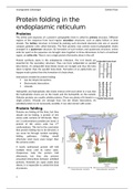 Protein folding in the endoplasmic reticulum