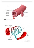 Anatomy assignment 3