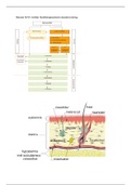 Samenvatting alle Kennis tentamen stof blok 1.1 ¨De patient met een Pigmentafwijking¨