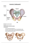 anatomie 2: bekken (1ba REVAKI)