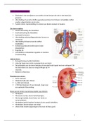 Fysiologie en anatomie van de nieren, de excretie, ureters, urethra en de hormonen die met de urinewegen te maken hebben. Handig voor de afdeling urologie. PAAF leerjaar 1, stof voor de digitale kennistoets mbo-verpleegkunde Albeda college