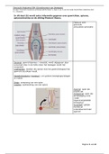 #6 Overzicht Anatomie Achtergrondinformatie