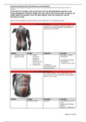 #5 Overzicht Anatomie Spieren Romp
