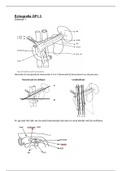 Samenvatting Echografie MBRT Jaar 1 periode 3 colleges, werkcolleges en practica.