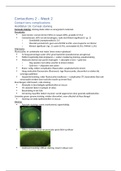 Contactlens theorie week 1, 2 en 3