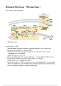 Photosynthesis I