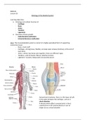 Histology of Skeletal Muscle