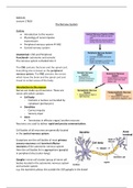 The Nervous System