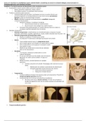 2.17 onderdeel A,B,C: verandering occlusie en articulatie; occlusieconcepten en bewegingsregistraties, semi-instelbare articulator