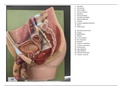 Anatomie Urogynaecologisch stelsel - Plastic preparaten